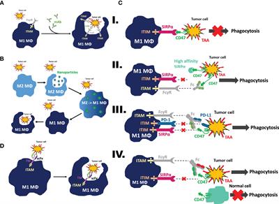 Harnessing and Enhancing Macrophage Phagocytosis for Cancer Therapy